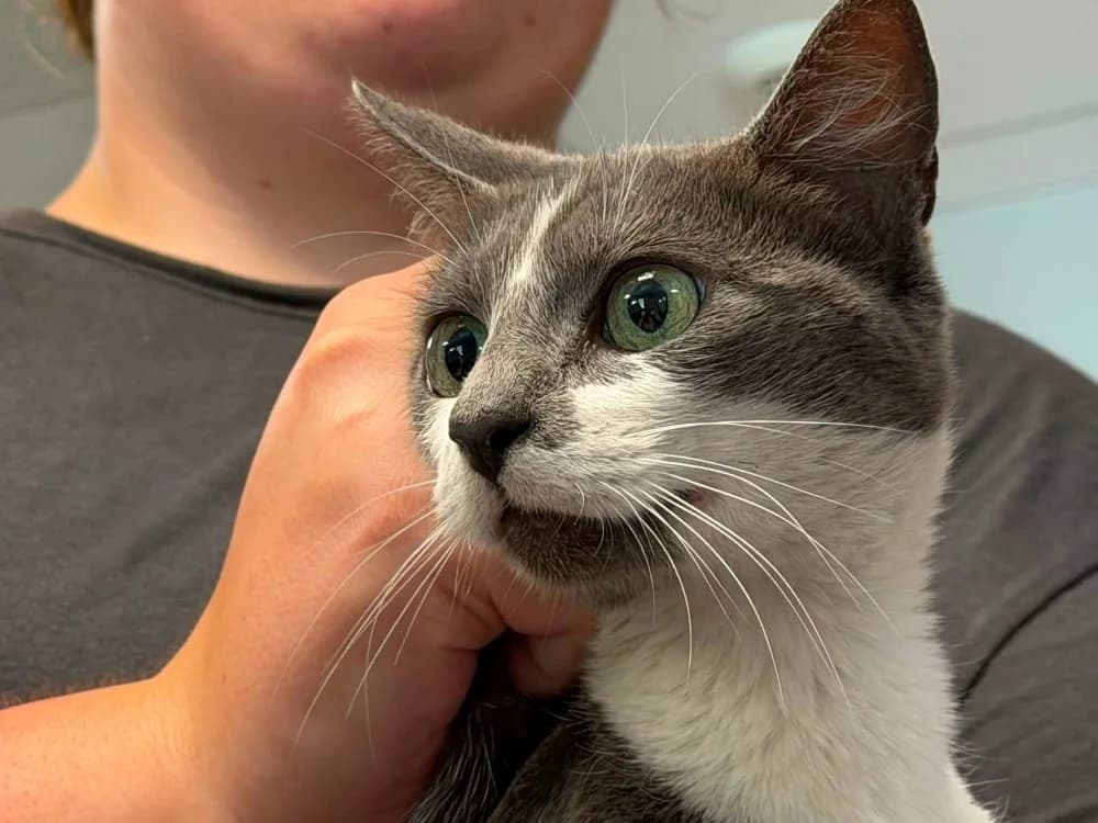 VERRA, female mixed breed for adoption at SPA Saint-Omer, Omer