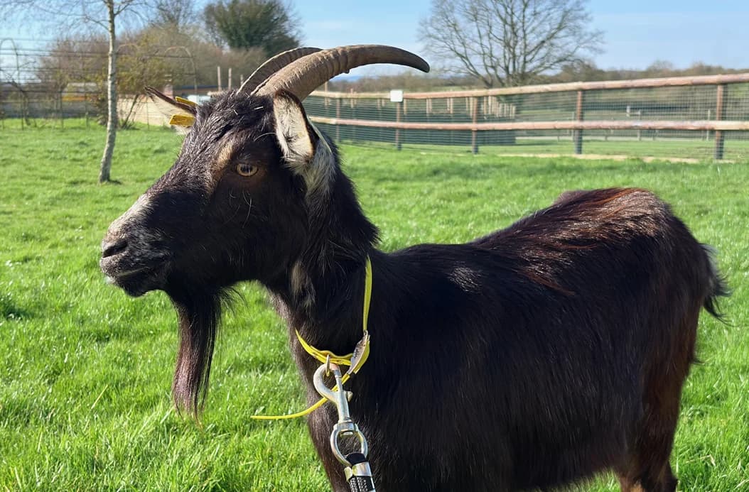 RIVERA, female mixed breed for adoption at SPA Saint-Omer, Omer