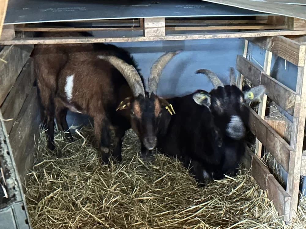 PATACREPE, male Mixed Breed for adoption at SPA Saint-Omer, Omer