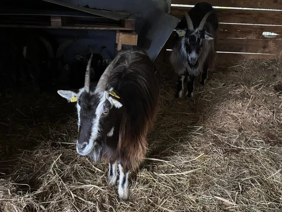CHAMA, female Mixed Breed for adoption at SPA Saint-Omer, Omer