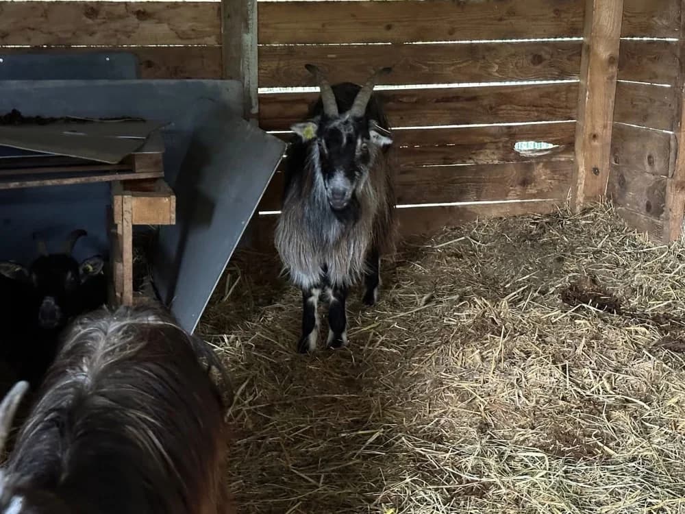 CHAKI, female Mixed Breed for adoption at SPA Saint-Omer, Omer
