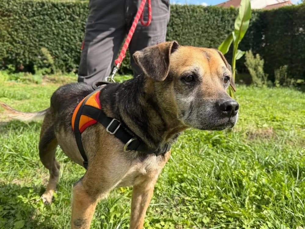 PYCXOU, male 7yo French Bulldog for adoption at SPA Saint-Omer, Omer