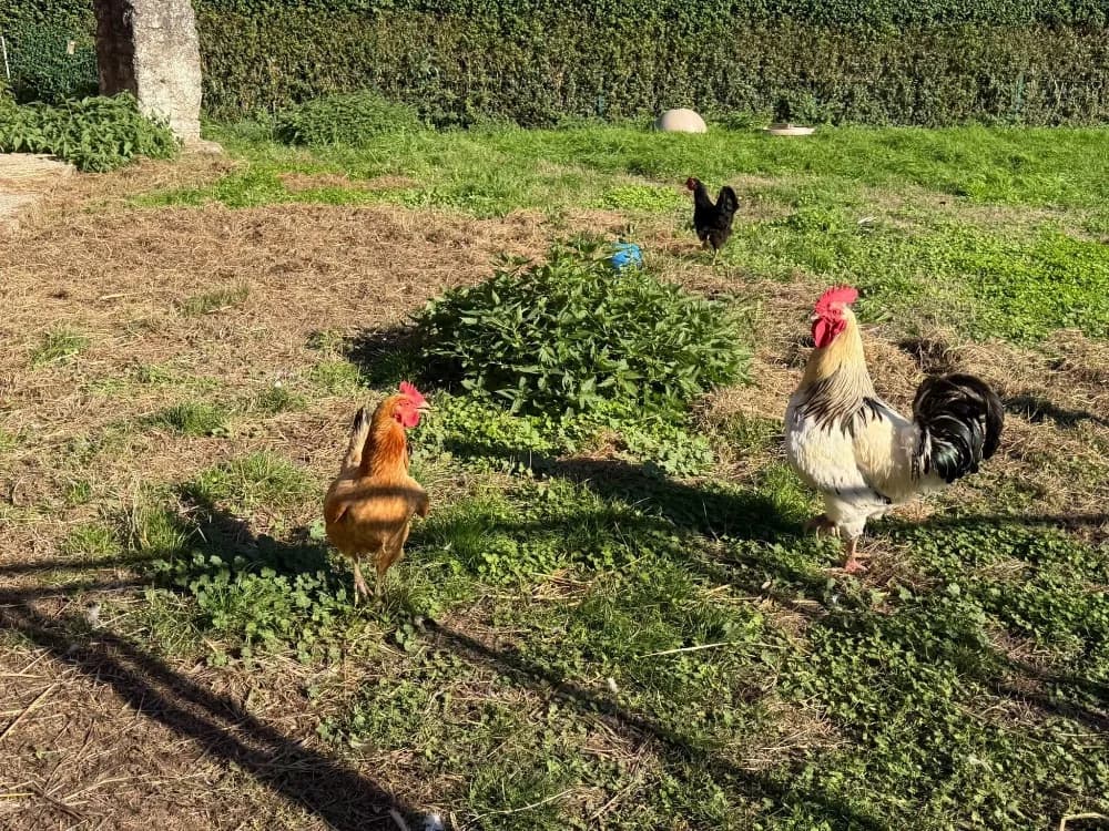 TAG, male Mixed Breed for adoption at SPA Saint-Omer, Omer
