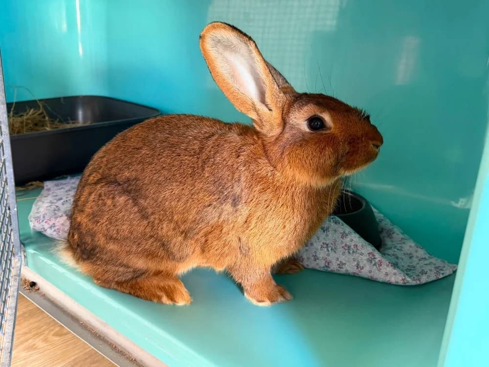 PANPAN, male young mixed breed for adoption at SPA Saint-Omer, Omer