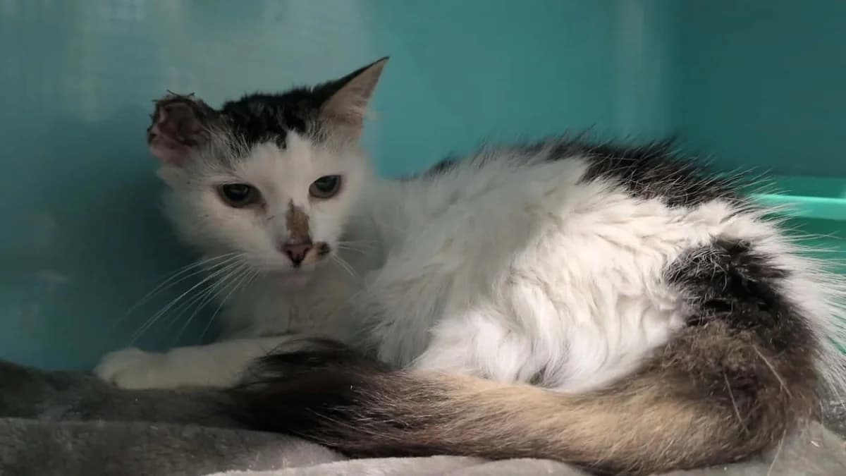 CLOCHETTE, female mixed breed for adoption at SPA Saint-Omer, Omer