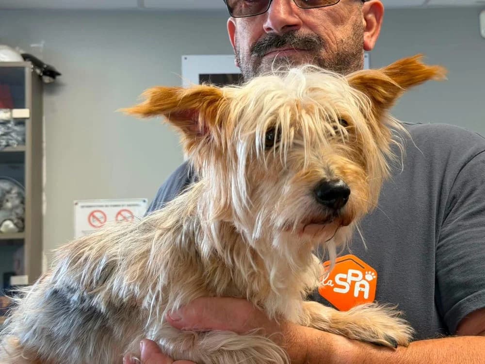 TINTIN, male 6yo Yorkshire Terrier for adoption at SPA Saint-Omer, Omer