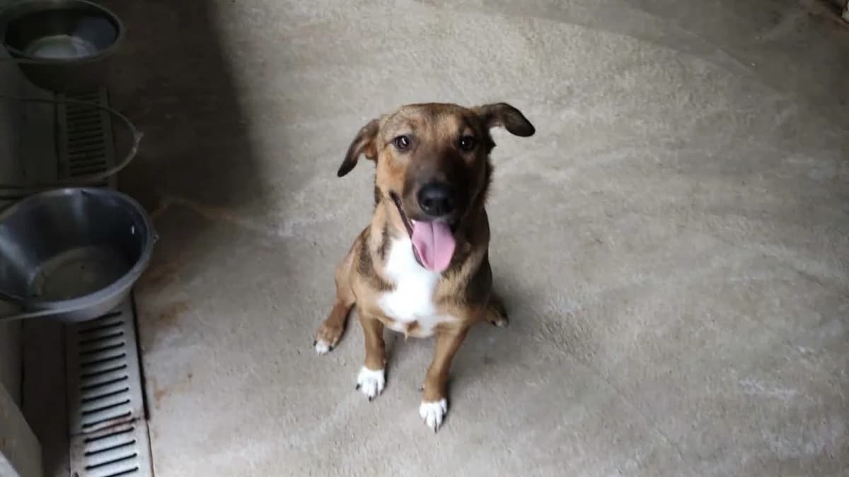 BILLIE, female Mixed Breed for adoption at SPA Saint-Omer, Omer