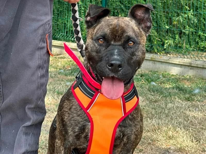 XHESI en SOS, female young Mixed Breed for adoption at SPA Saint-Omer, Omer