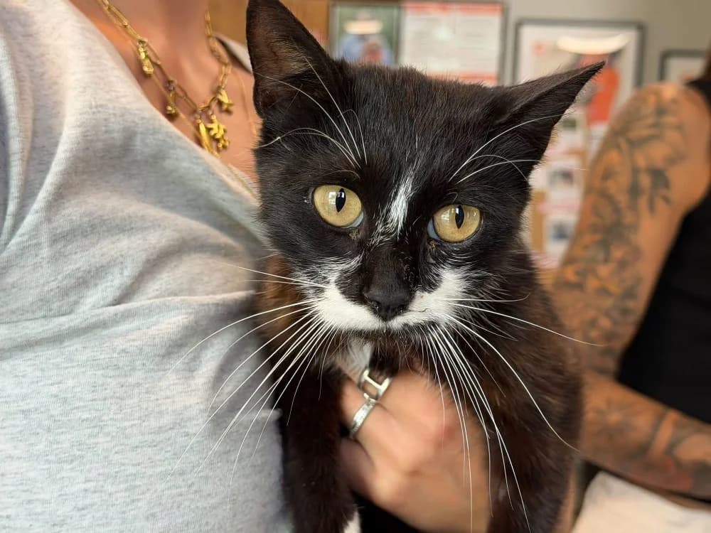 NOVA, female senior mixed breed for adoption at SPA Saint-Omer, Omer
