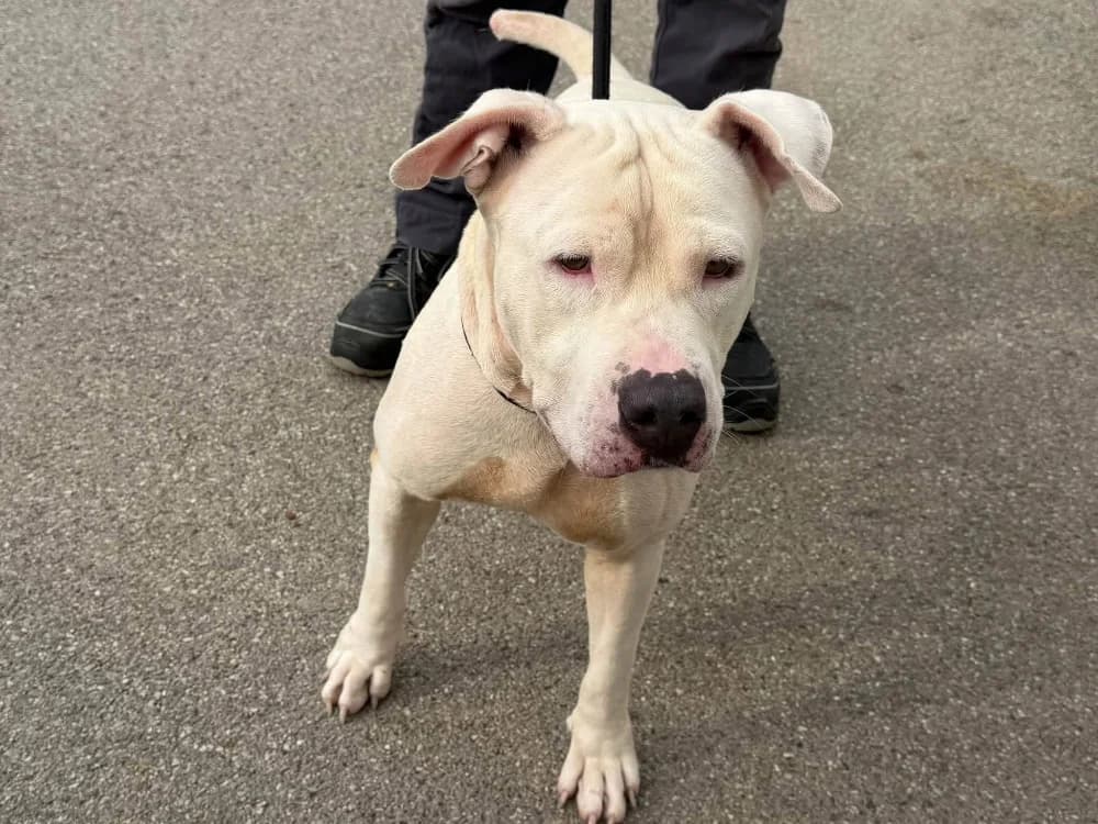 BLANCO, male young Mixed Breed for adoption at SPA Saint-Omer, Omer