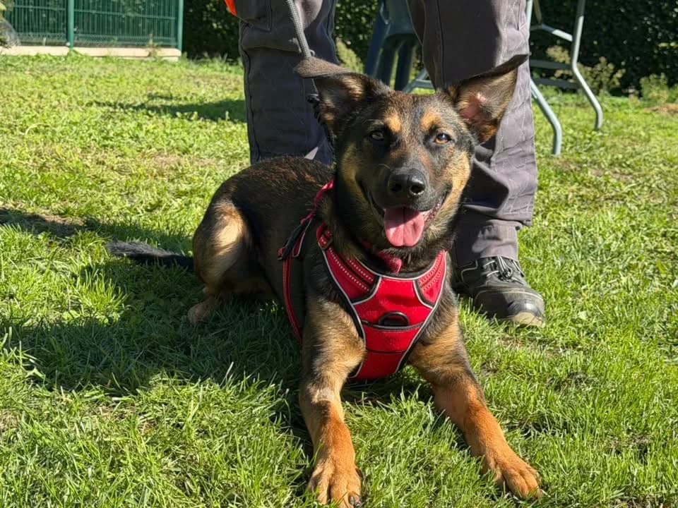 BUZZ, male Mixed Breed for adoption at SPA Saint-Omer, Omer