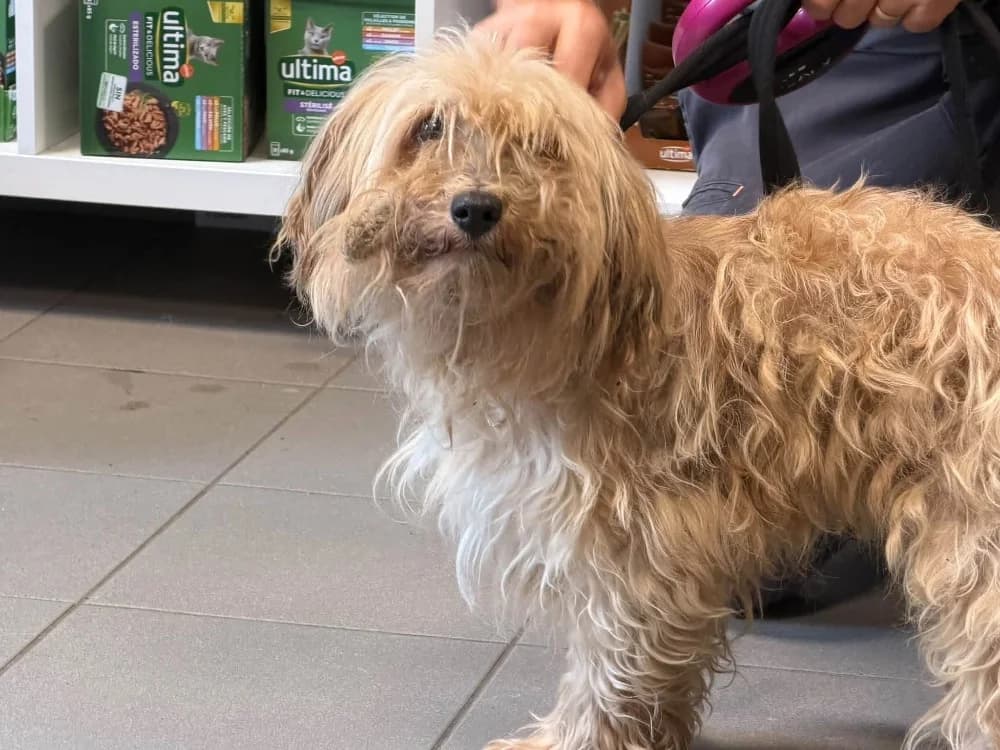 ELIOS, male senior Bichon Frisé for adoption at SPA Saint-Omer, Omer