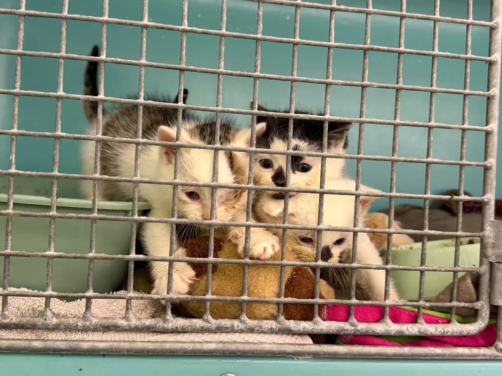 MEWTOO, male Mixed Breed for adoption at SPA Saint-Omer, Omer
