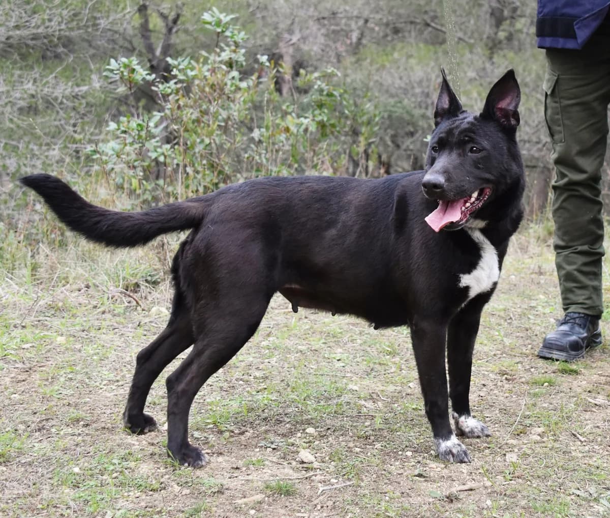 NOLA **sauvetage**, senior Staffordshire Bull Terrier for adoption at SPA Salon-de-Provence, Salon-de-Provence