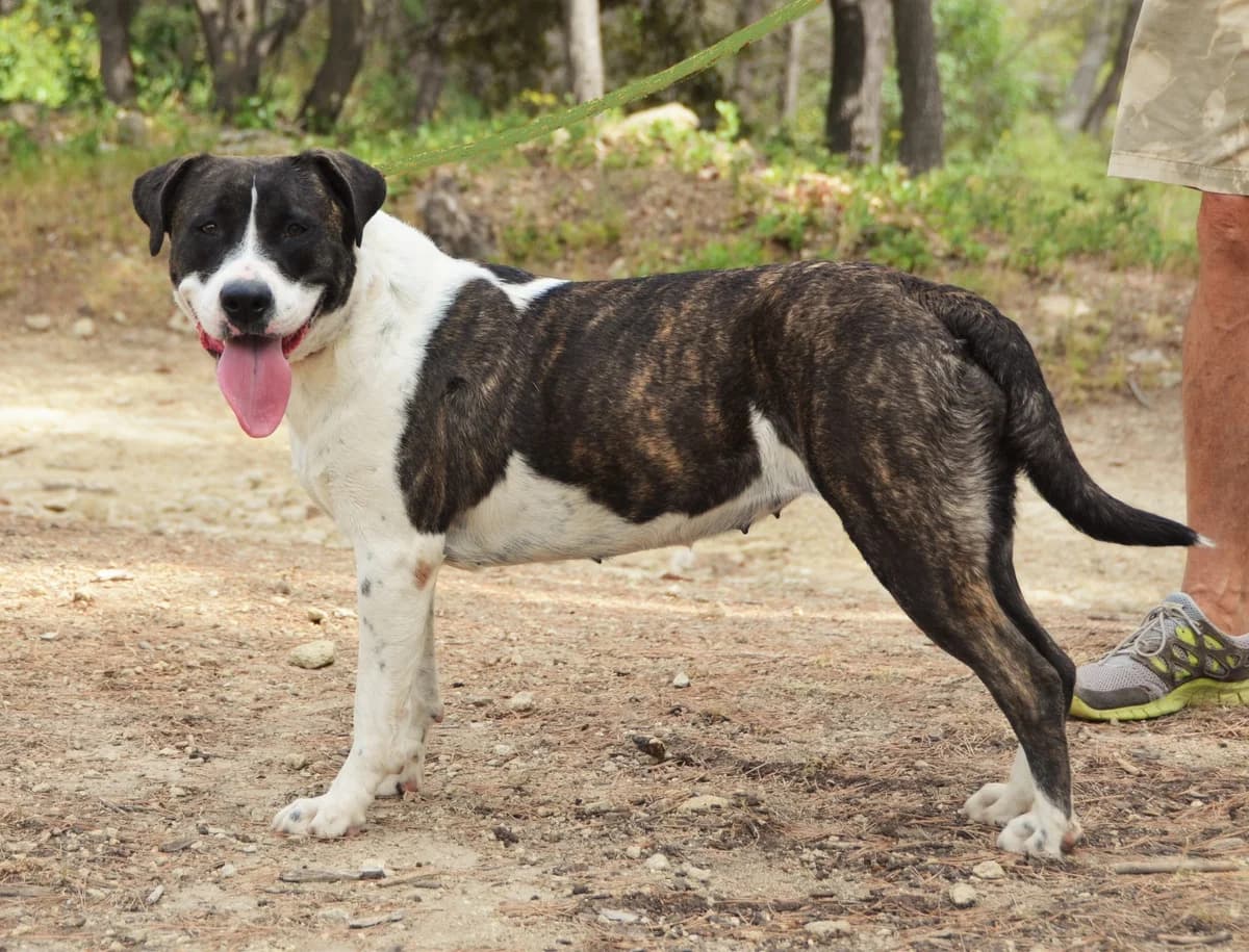 SHAKA, male 5yo Mixed Breed for adoption at SPA Salon-de-Provence, Salon-de-Provence
