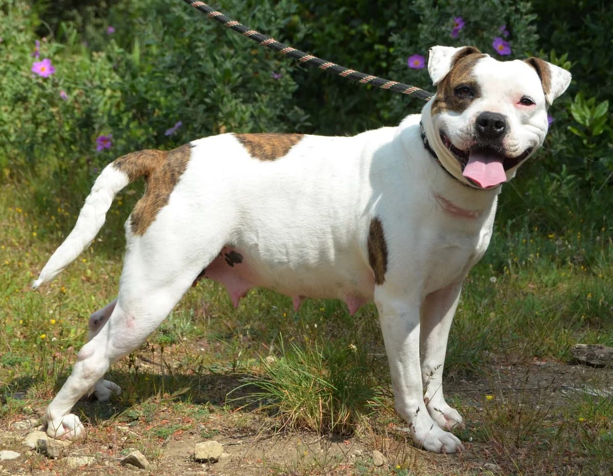 NABILLA, senior Mixed Breed for adoption at SPA Salon-de-Provence, Salon-de-Provence