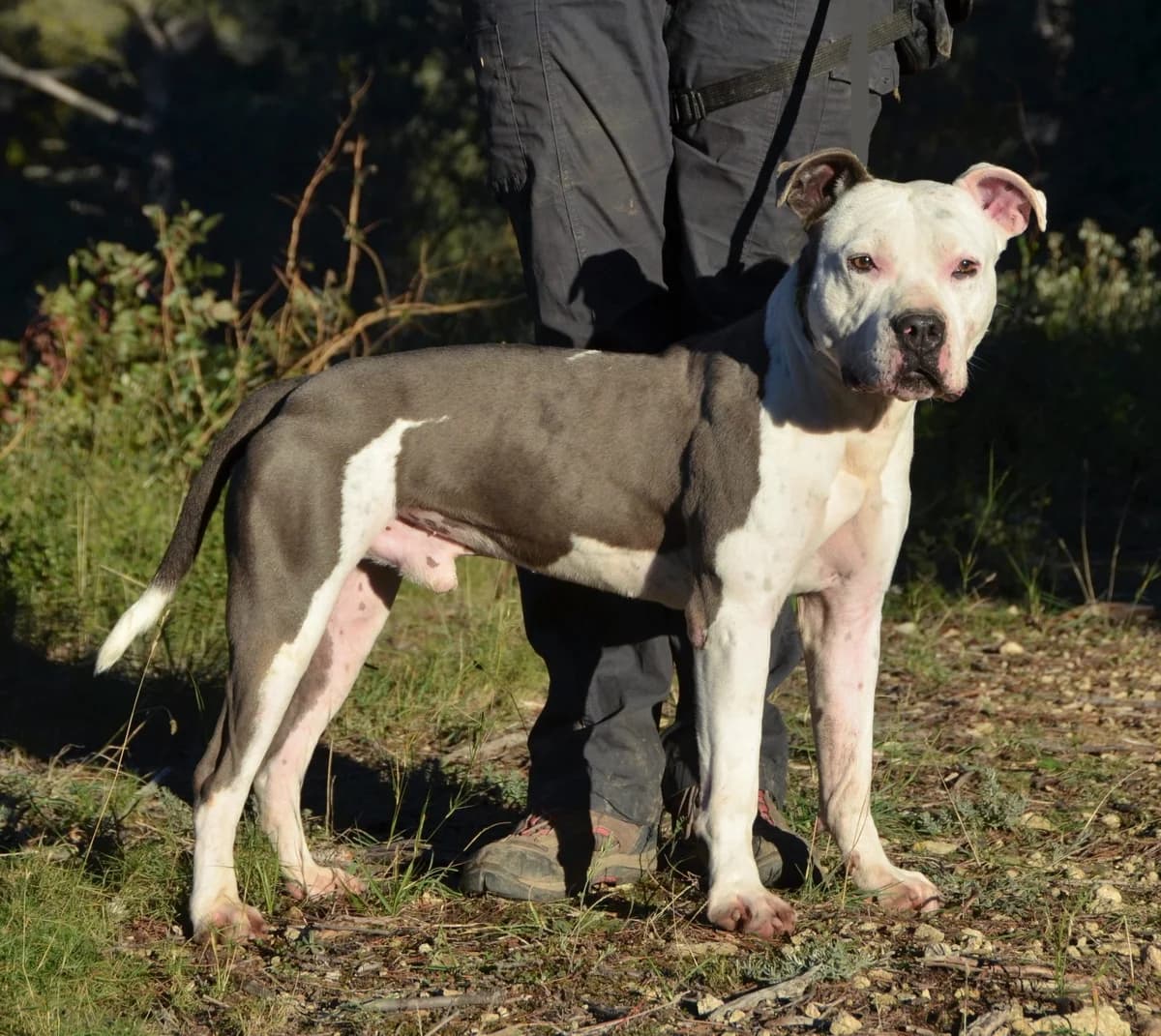 CESAR, female senior Mixed Breed for adoption at SPA Salon-de-Provence, Salon-de-Provence