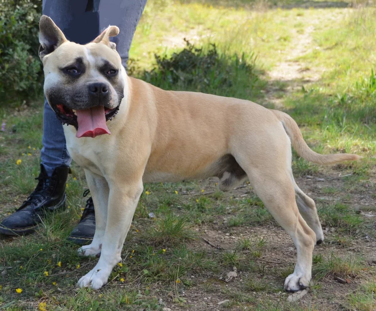 KAYSER, senior Mixed Breed for adoption at SPA Salon-de-Provence, Salon-de-Provence