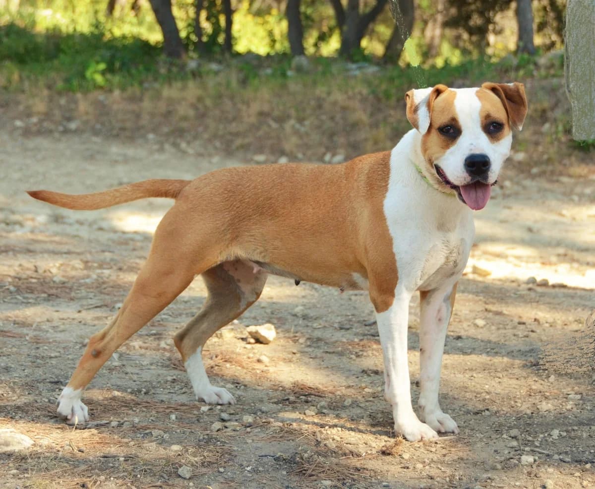 OLYMPEA, male senior Mixed Breed for adoption at SPA Salon-de-Provence, Salon-de-Provence