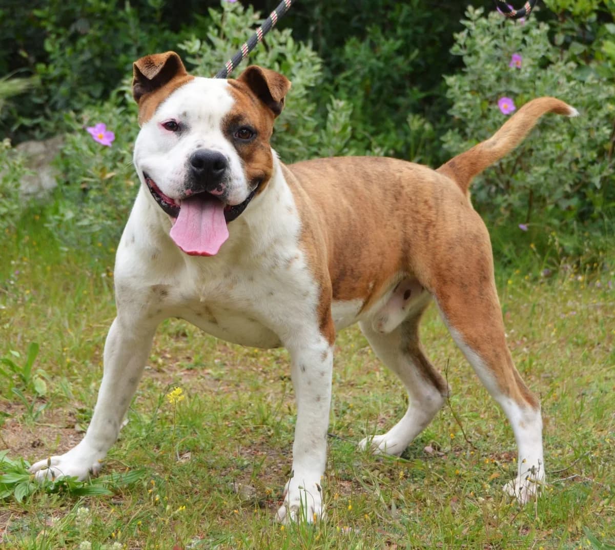 POLO **Sauvetage**, 7yo Mixed Breed for adoption at SPA Salon-de-Provence, Salon-de-Provence
