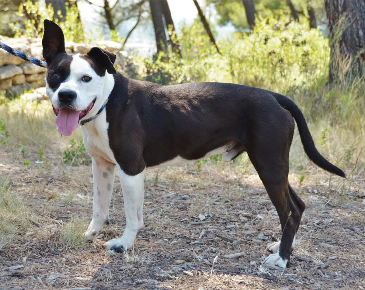 KENZO, senior Mixed Breed for adoption at SPA Salon-de-Provence, Salon-de-Provence