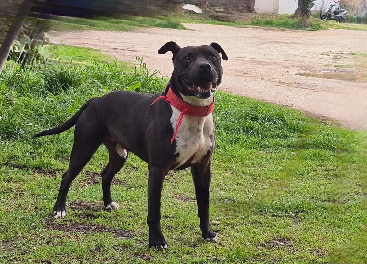 REMIX, senior Mixed Breed for adoption at SPA Salon-de-Provence, Salon-de-Provence