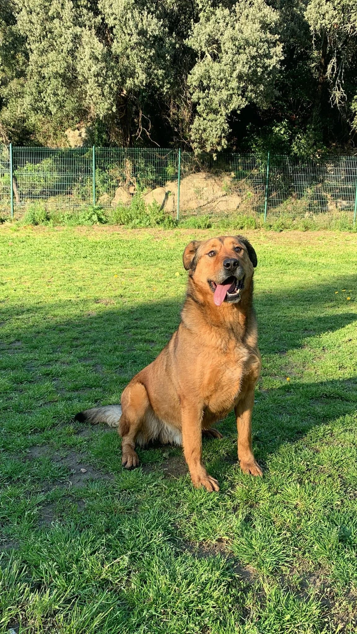 SCOOBY, 5yo Mixed Breed for adoption at SPA Salon-de-Provence, Salon-de-Provence