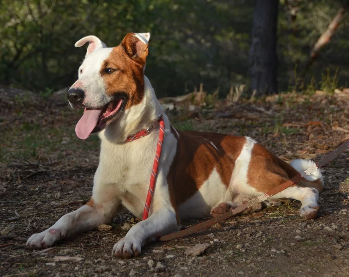 NIINO * Sauvetage, senior Bull Terrier for adoption at SPA Salon-de-Provence, Salon-de-Provence