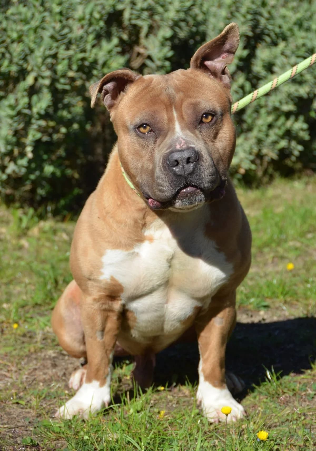 O’CASH, senior Mixed Breed for adoption at SPA Salon-de-Provence, Salon-de-Provence