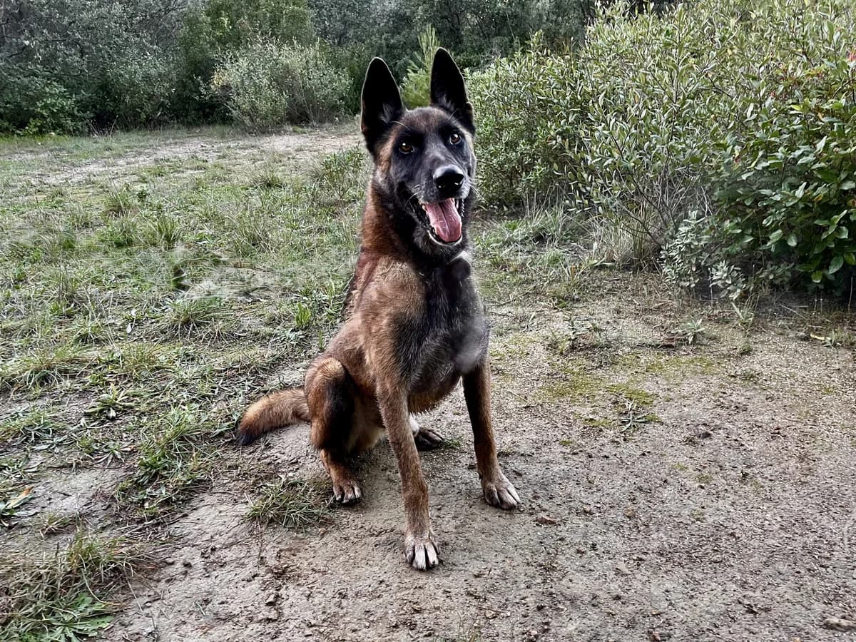 NIRO *Sauvetage*, Mixed Breed for adoption at SPA Salon-de-Provence, Salon-de-Provence