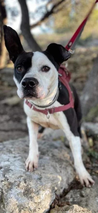 KENZO, Mixed Breed for adoption at SPA Salon-de-Provence, Salon-de-Provence