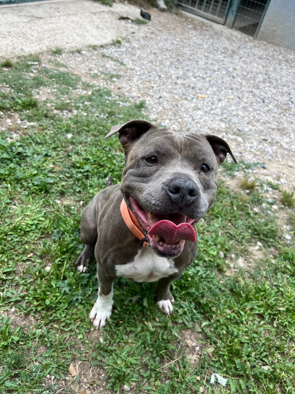 Xéna, male senior Mixed Breed for adoption at SPA Salon-de-Provence, Salon-de-Provence