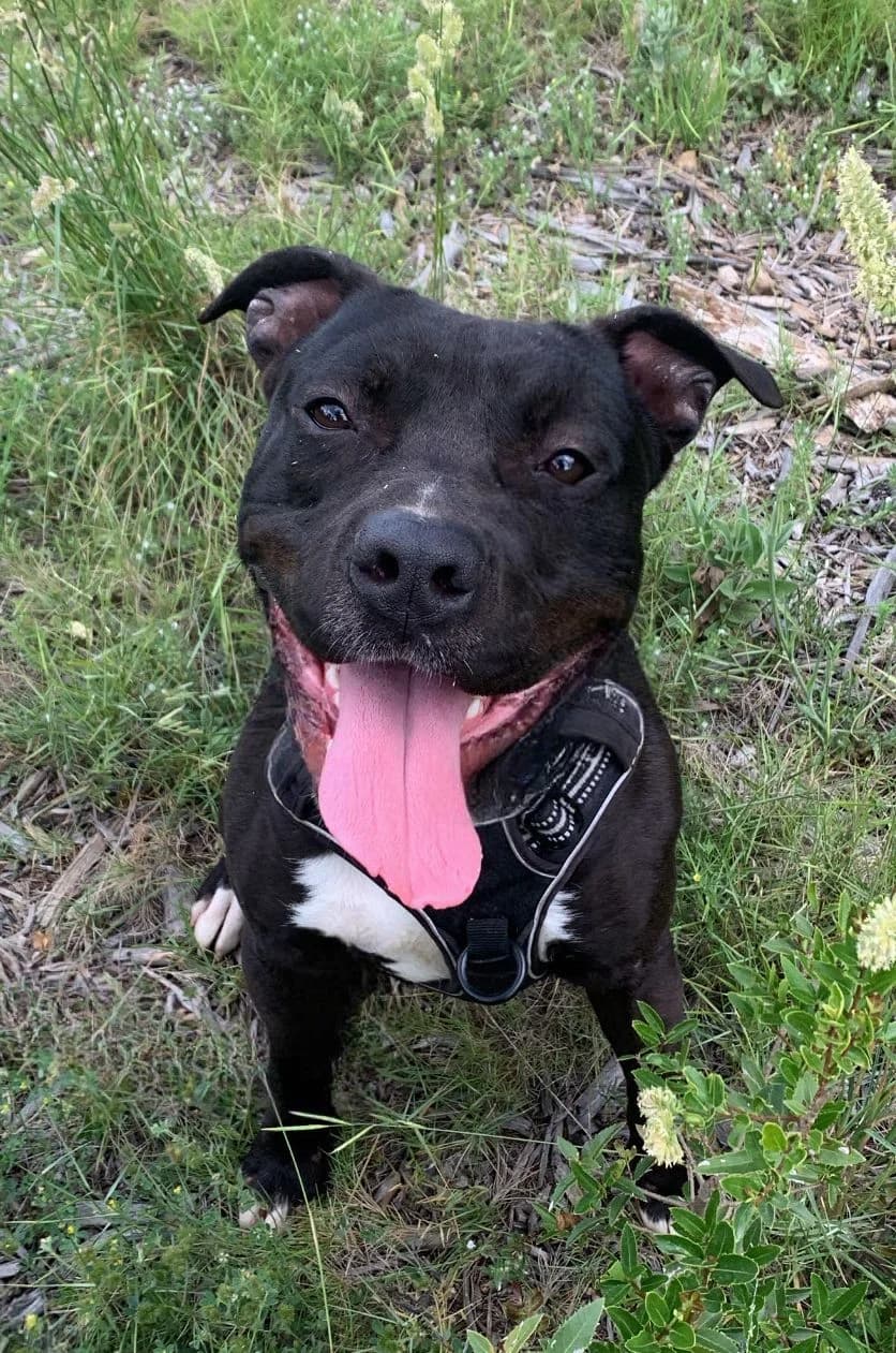 MOKI, Staffordshire Bull Terrier for adoption at SPA Salon-de-Provence, Salon-de-Provence