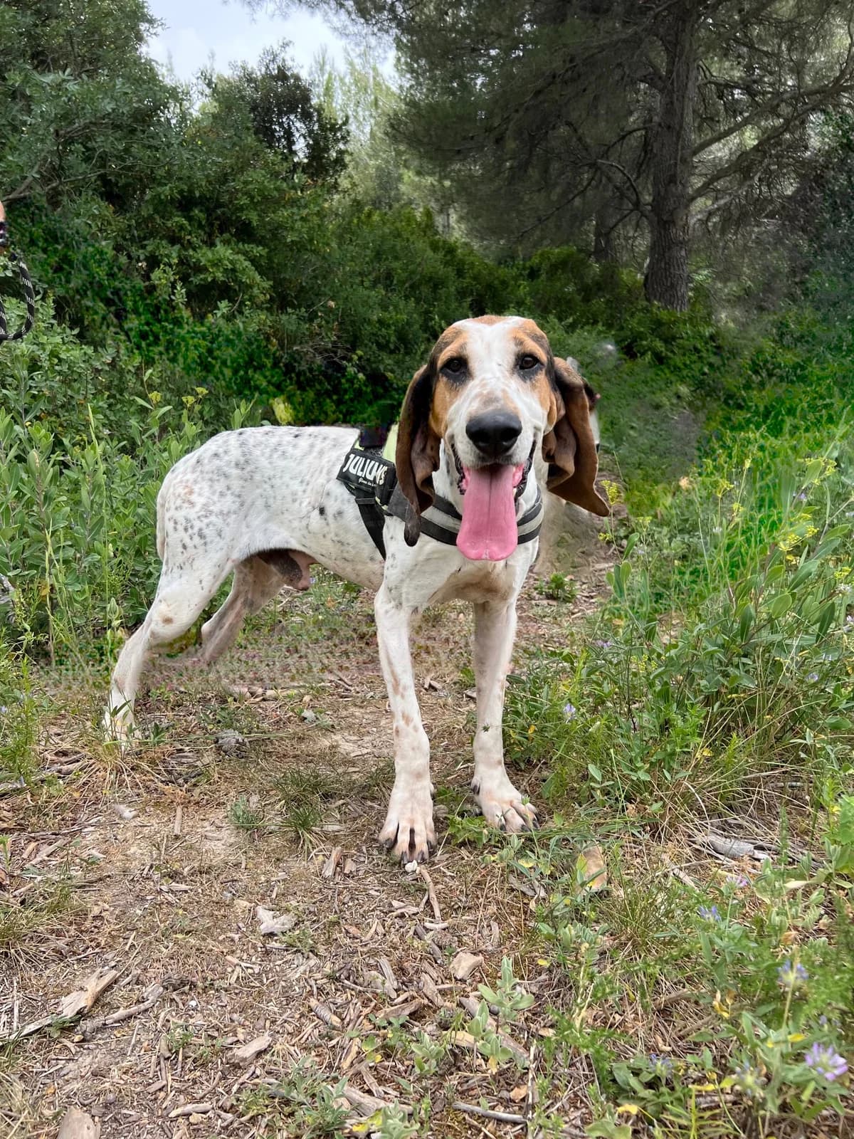 Gégé dit Gérald, Mixed Breed for adoption at SPA Salon-de-Provence, Salon-de-Provence