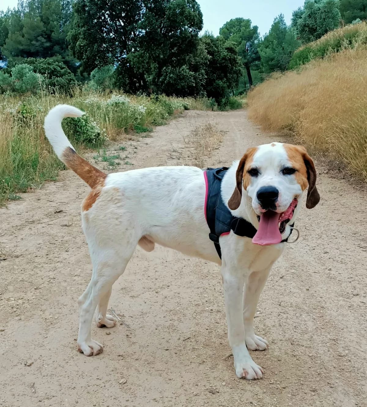 PATO, Saint Bernard for adoption at SPA Salon-de-Provence, Salon-de-Provence