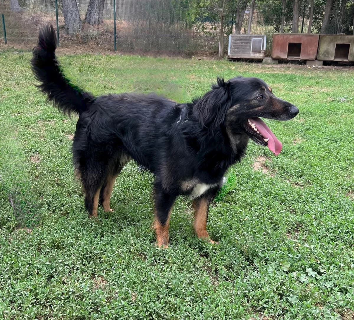 Scott, 5yo Mixed Breed for adoption at SPA Salon-de-Provence, Salon-de-Provence