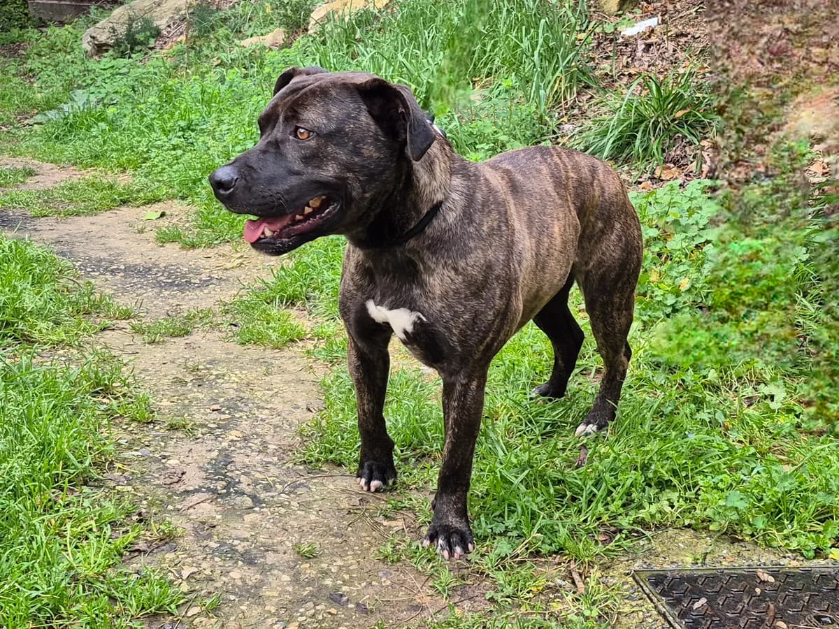 TINO, 4yo Mixed Breed for adoption at SPA Salon-de-Provence, Salon-de-Provence