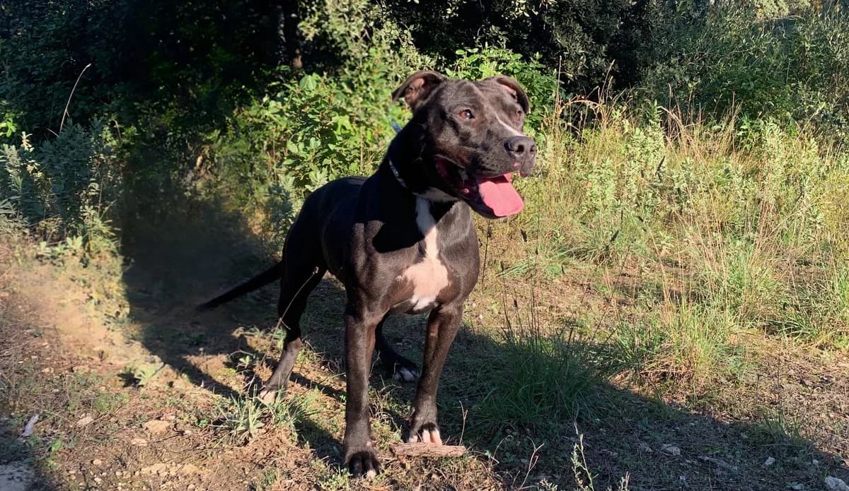 Usko *réservé*, 3yo Mixed Breed for adoption at SPA Salon-de-Provence, Salon-de-Provence