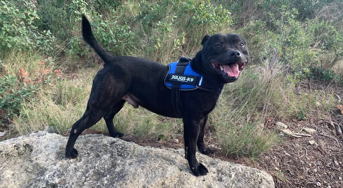 Rocky, male 6yo Mixed Breed for adoption at SPA Salon-de-Provence, Salon-de-Provence