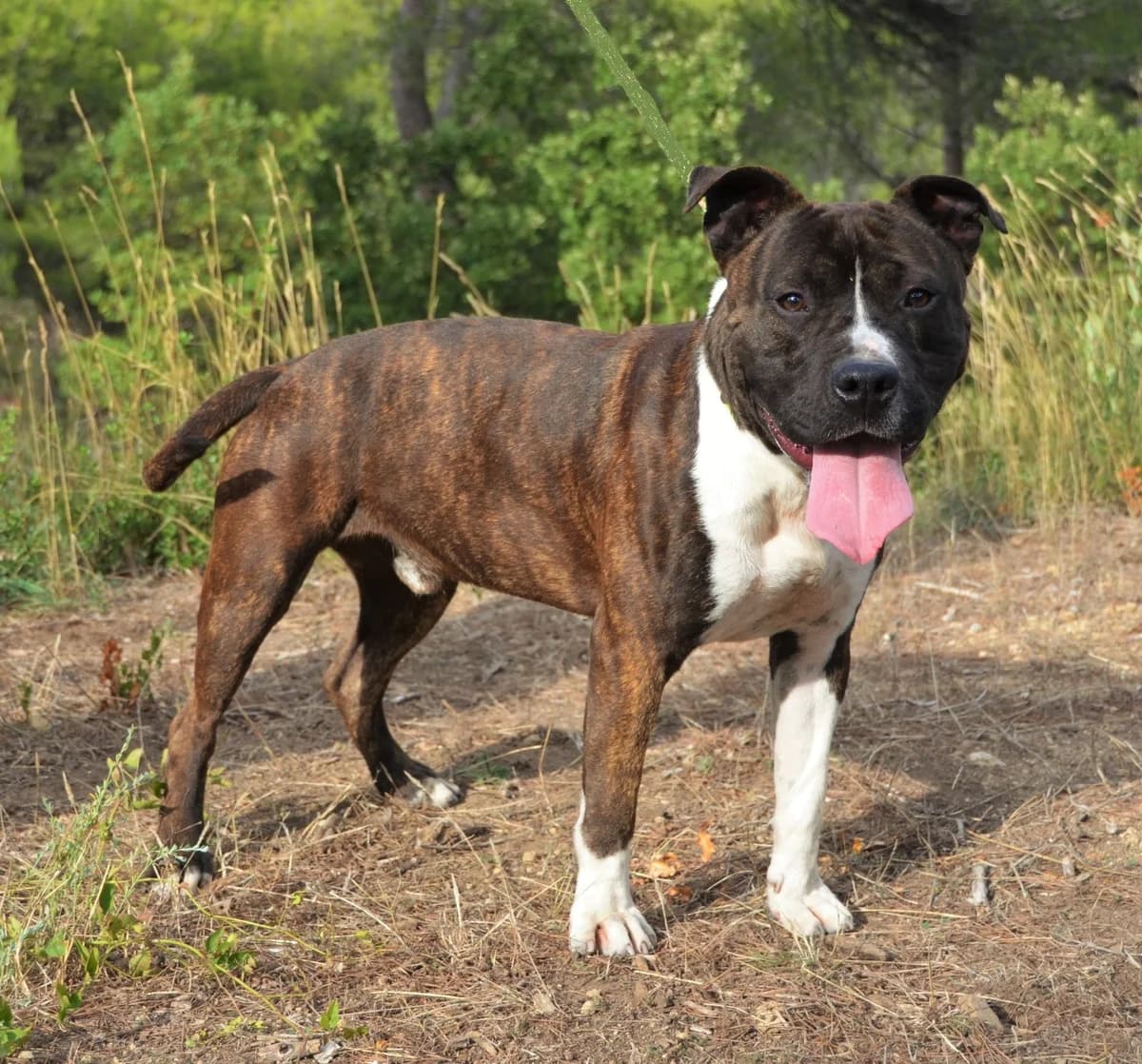 Stitch, female 5yo Mixed Breed for adoption at SPA Salon-de-Provence, Salon-de-Provence