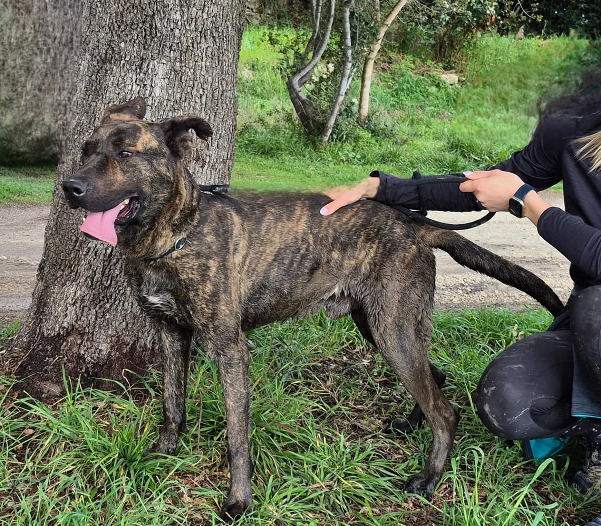 Dumbo, Mixed Breed for adoption at SPA Salon-de-Provence, Salon-de-Provence
