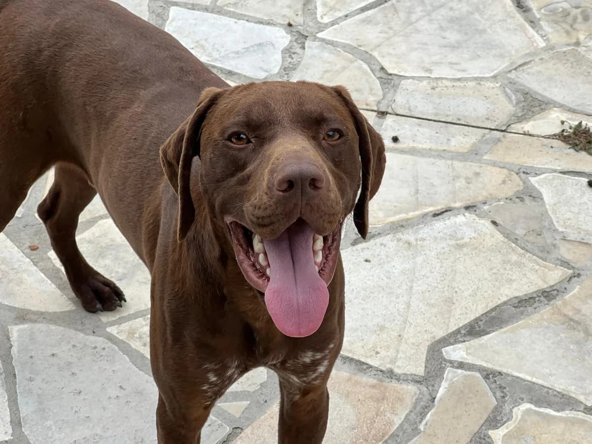 NESTOR *sauvetage* en famille d’accueil, Mixed Breed for adoption at SPA Salon-de-Provence, Salon-de-Provence
