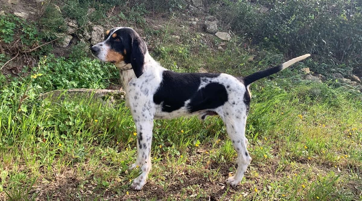Oracle, Mixed Breed for adoption at SPA Salon-de-Provence, Salon-de-Provence