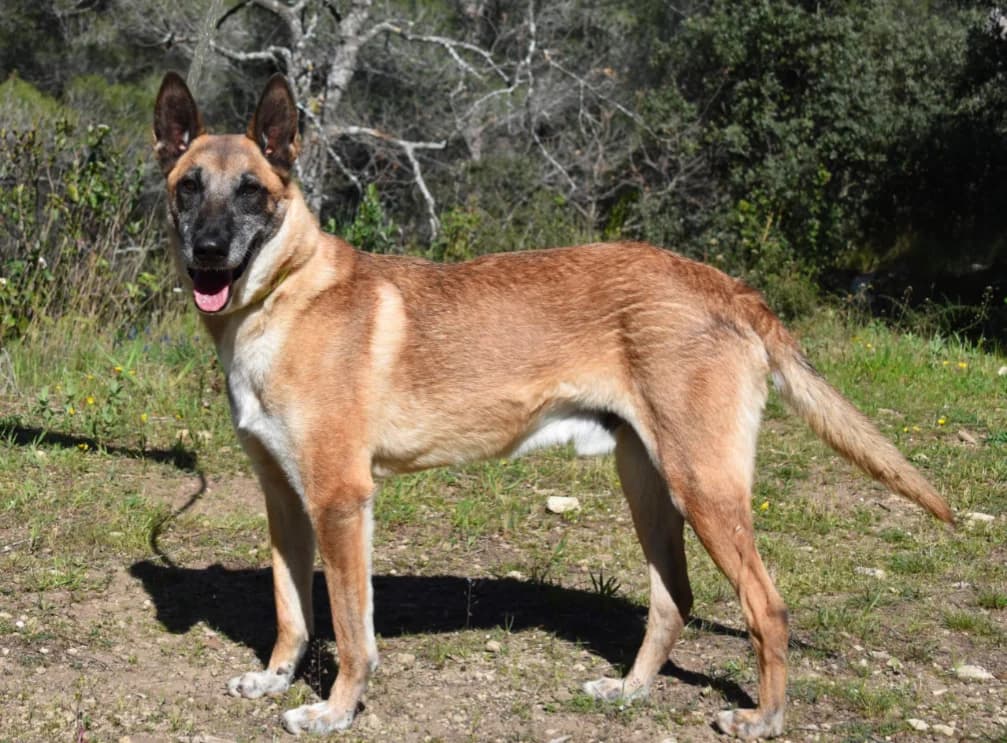 Harkos *Sauvetage*, senior Mixed Breed for adoption at SPA Salon-de-Provence, Salon-de-Provence