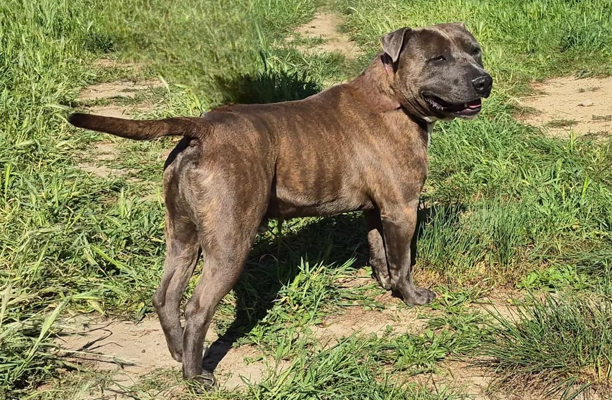 Shark, 5yo Mixed Breed for adoption at SPA Salon-de-Provence, Salon-de-Provence
