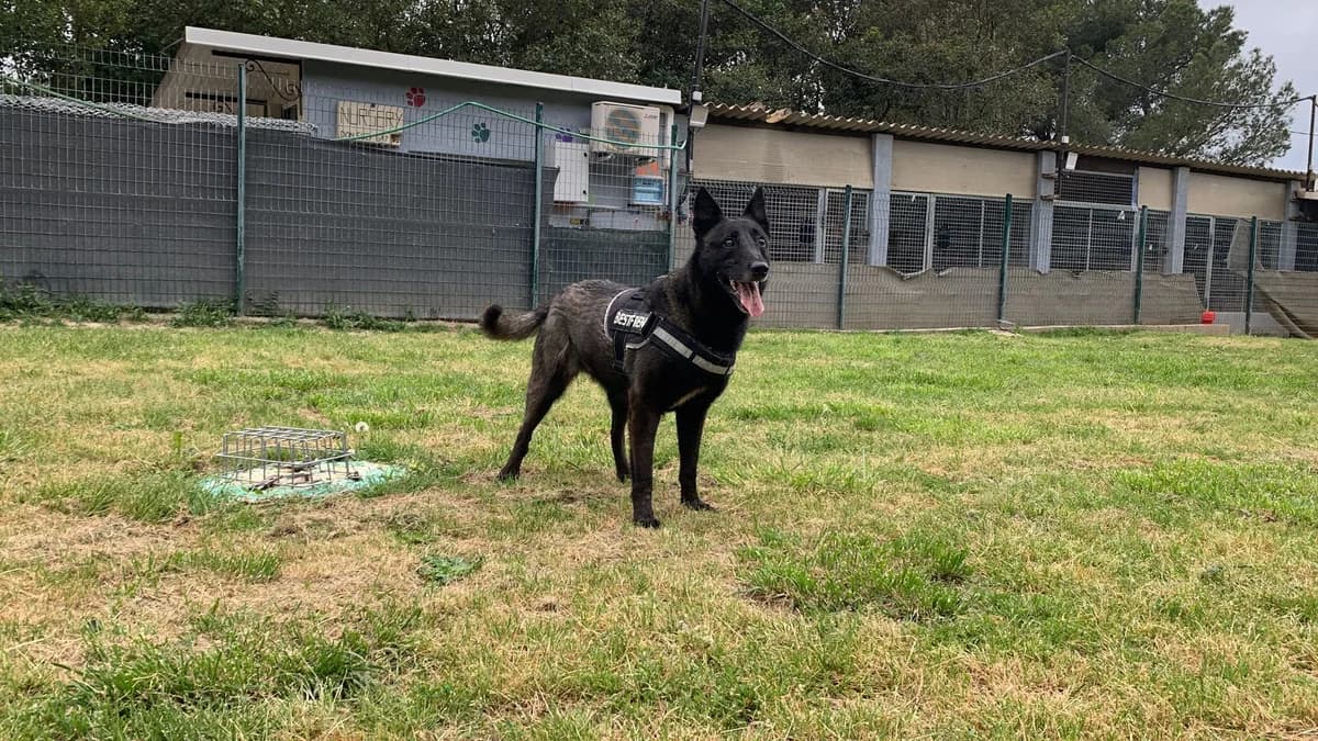Ivana *Sauvetage*, 7yo Mixed Breed for adoption at SPA Salon-de-Provence, Salon-de-Provence
