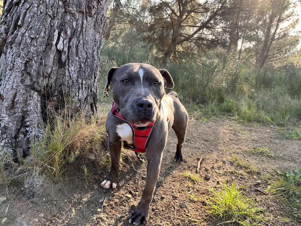 Boss, Mixed Breed for adoption at SPA Salon-de-Provence, Salon-de-Provence