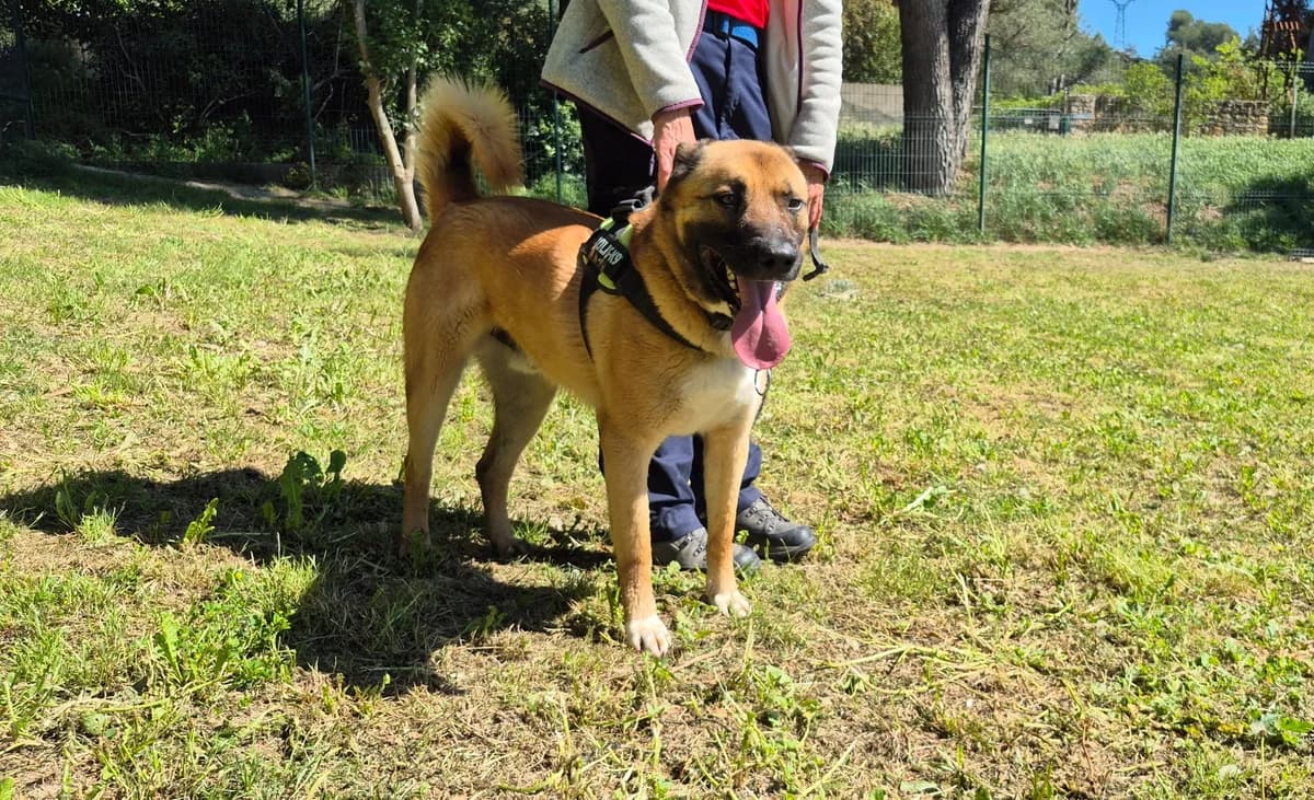 Titi, 5yo Mixed Breed for adoption at SPA Salon-de-Provence, Salon-de-Provence