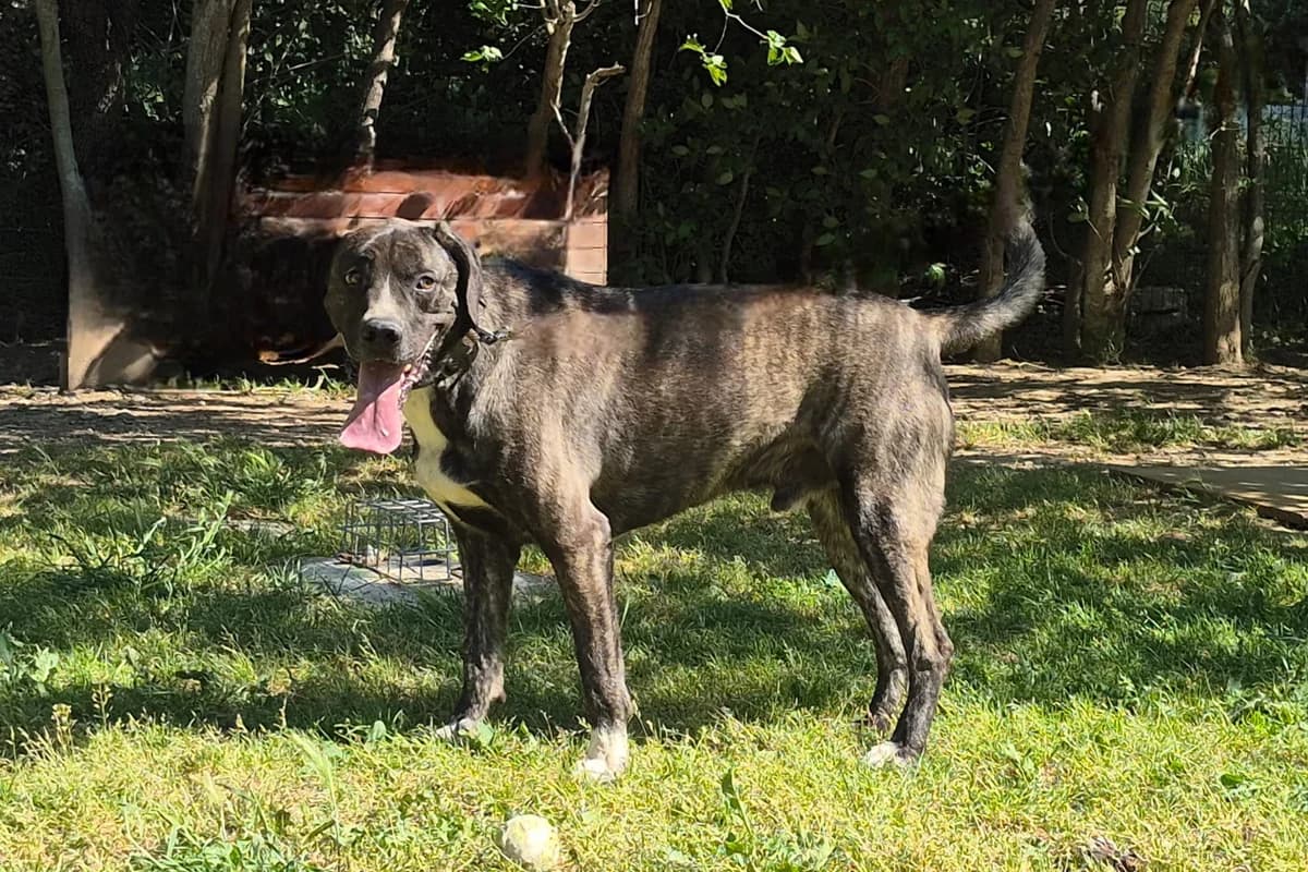 Tobby, Mixed Breed for adoption at SPA Salon-de-Provence, Salon-de-Provence