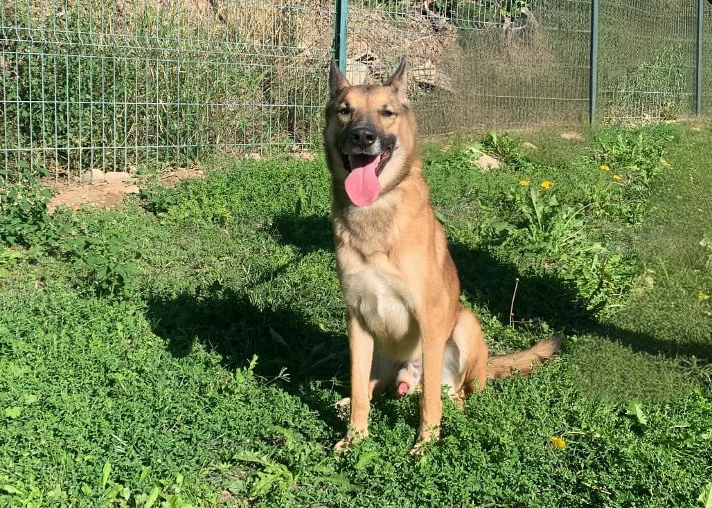 Stark, 5yo Mixed Breed for adoption at SPA Salon-de-Provence, Salon-de-Provence